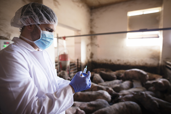 A imagem contém um profissional formado no curso de Medicina Veterinária, em um viveiro de porcos, segurando uma seringa.
